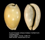 PLEISTOCENE-OKEECHOBEE FORMATION Cypraea griffini